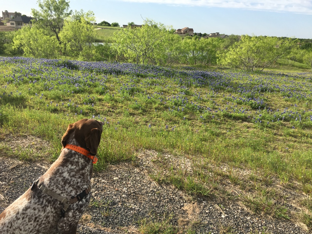 Best-of-Blaze/1024x768_2019-04-04-Bluebonnets-07-Blaze.JPG