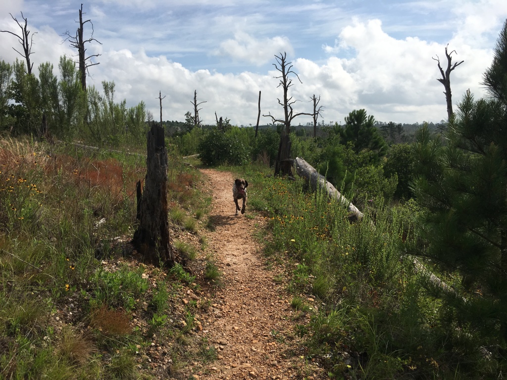Best-of-Blaze/1024x768_2019-06-02-Bastrop-Camping-01-Blaze-running-on-trail.JPG
