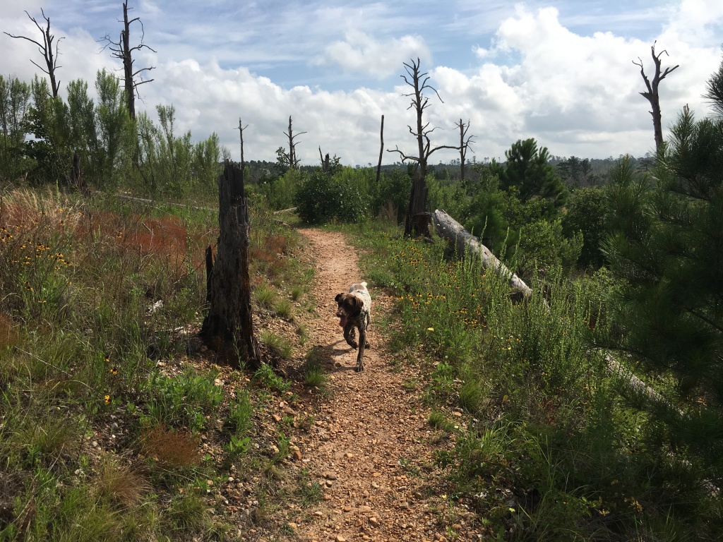 Best-of-Blaze/1024x768_2019-06-02-Bastrop-Camping-02-Blaze.JPG