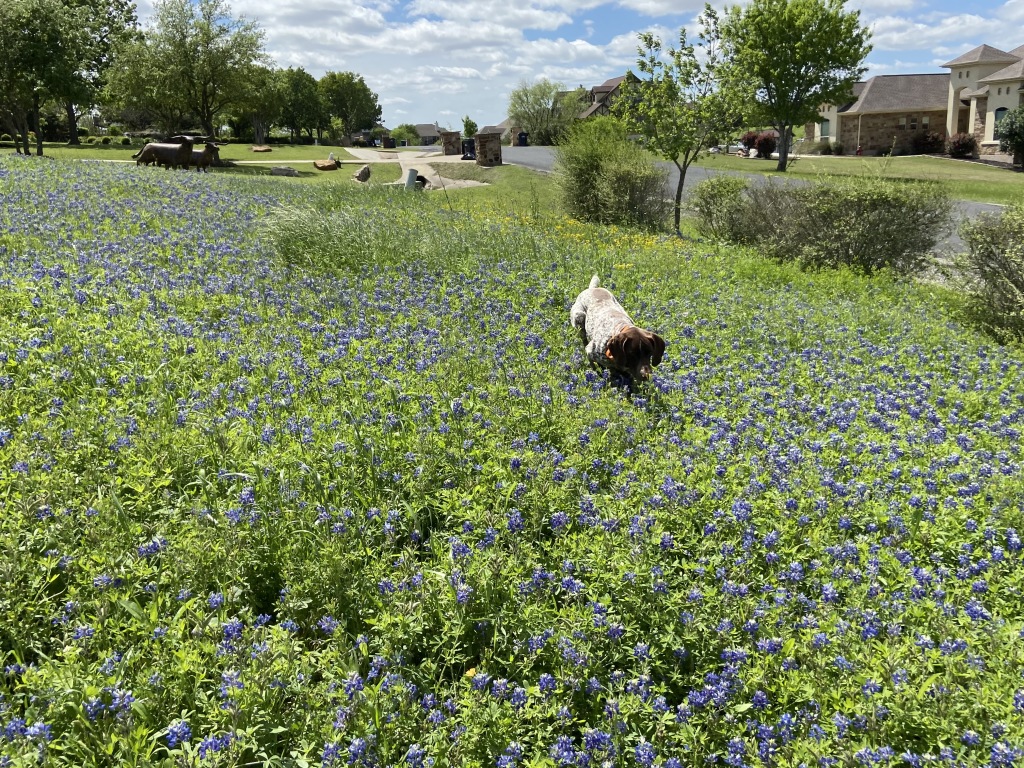 Best-of-Blaze/1024x768_2020-03-31-Bluebonnets-3-Blaze.JPG