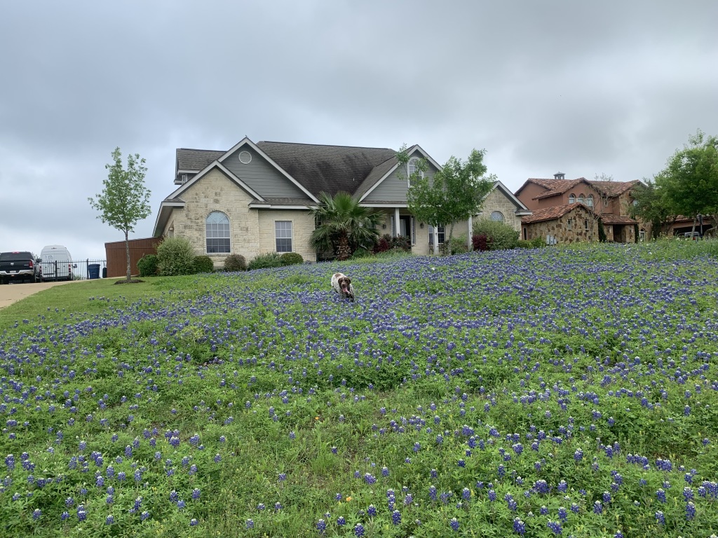 Best-of-Blaze/1024x768_2020-04-03-Bluebonnets-1-Blaze.JPG