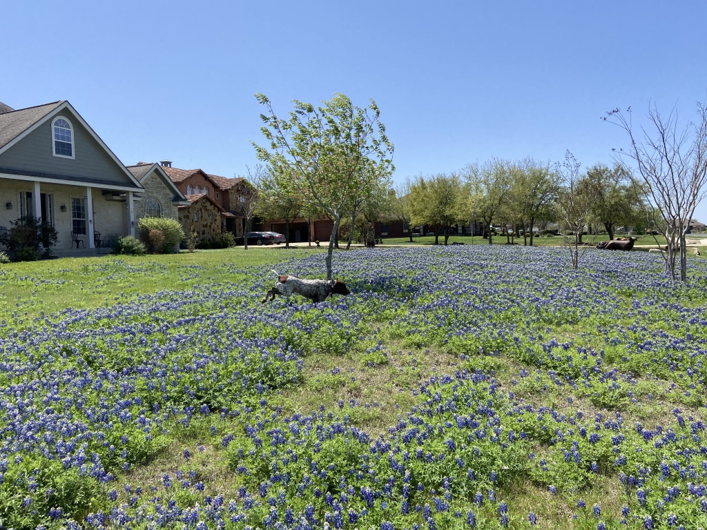 Best-of-Blaze/1024x768_2022-04-06-Blaze-07-Bluebonnets.JPG