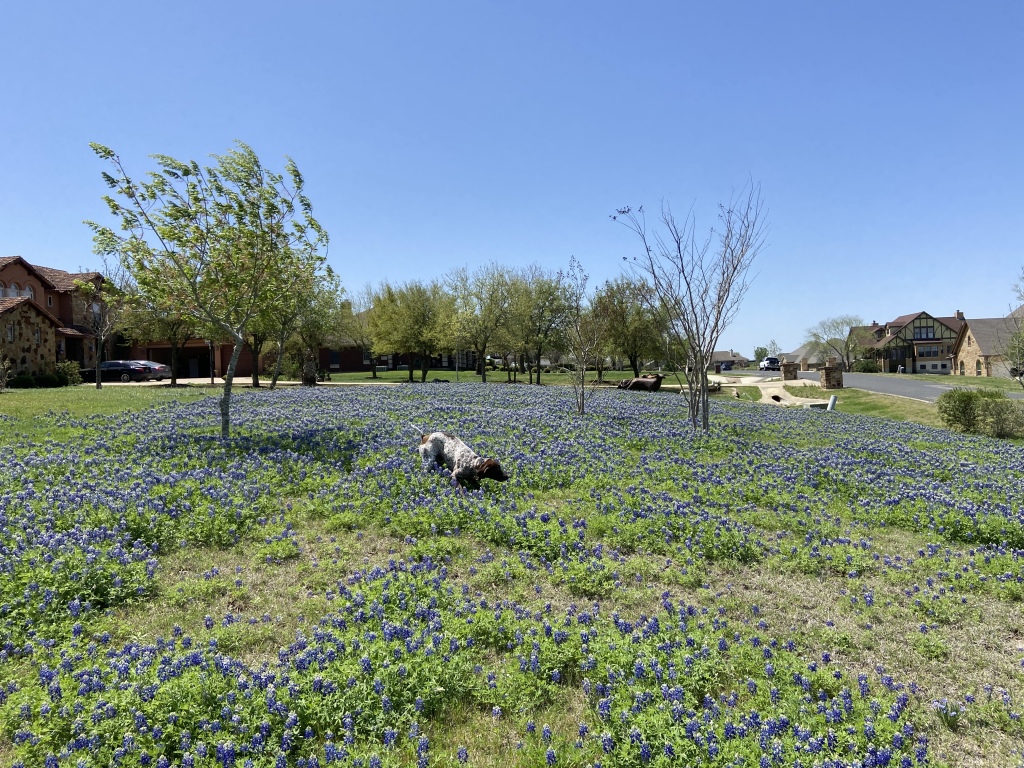 Best-of-Blaze/1024x768_2022-04-06-Blaze-09-Bluebonnets.JPG