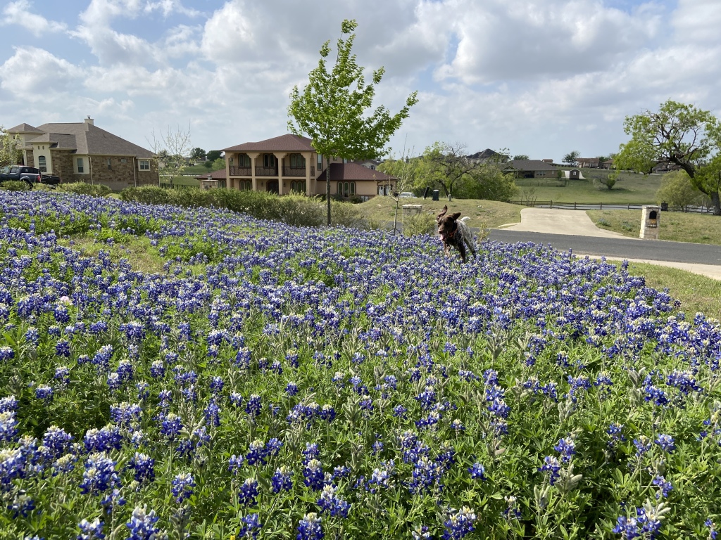 Best-of-Blaze/1024x768_2022-04-06-Blaze-12-Bluebonnets.JPG