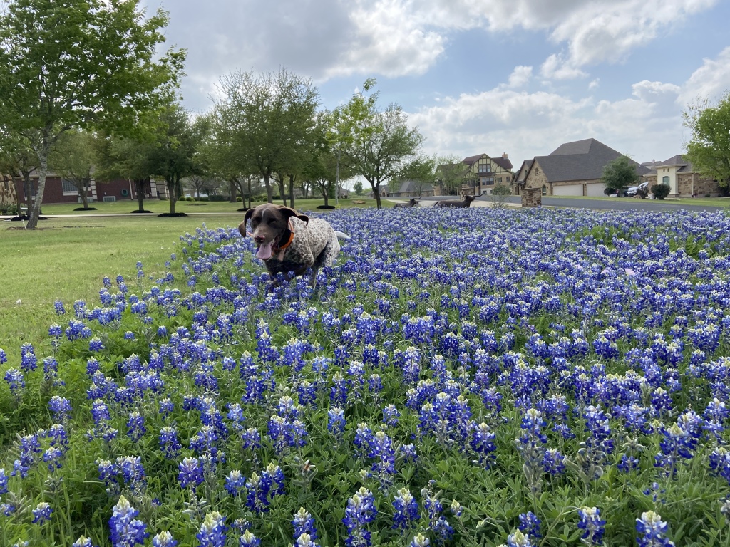 Best-of-Blaze/1024x768_2022-04-06-Blaze-16-Bluebonnets.JPG
