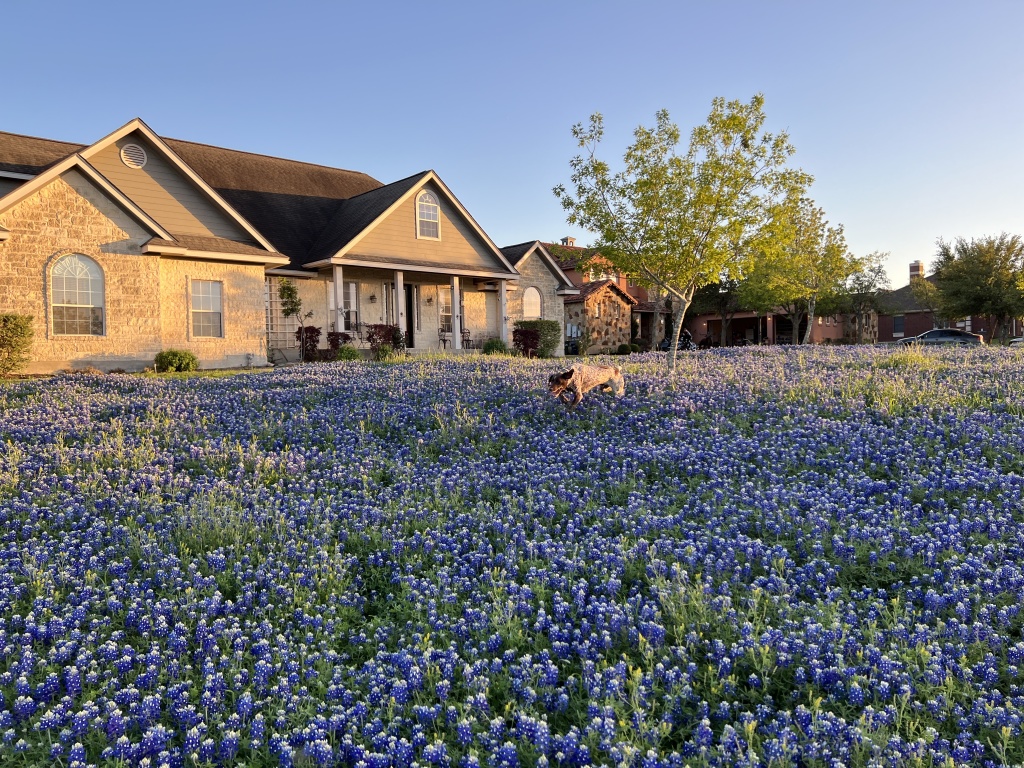 Best-of-Blaze/1024x768_2023-03-25-Bluebonnets-24-Blaze.JPG