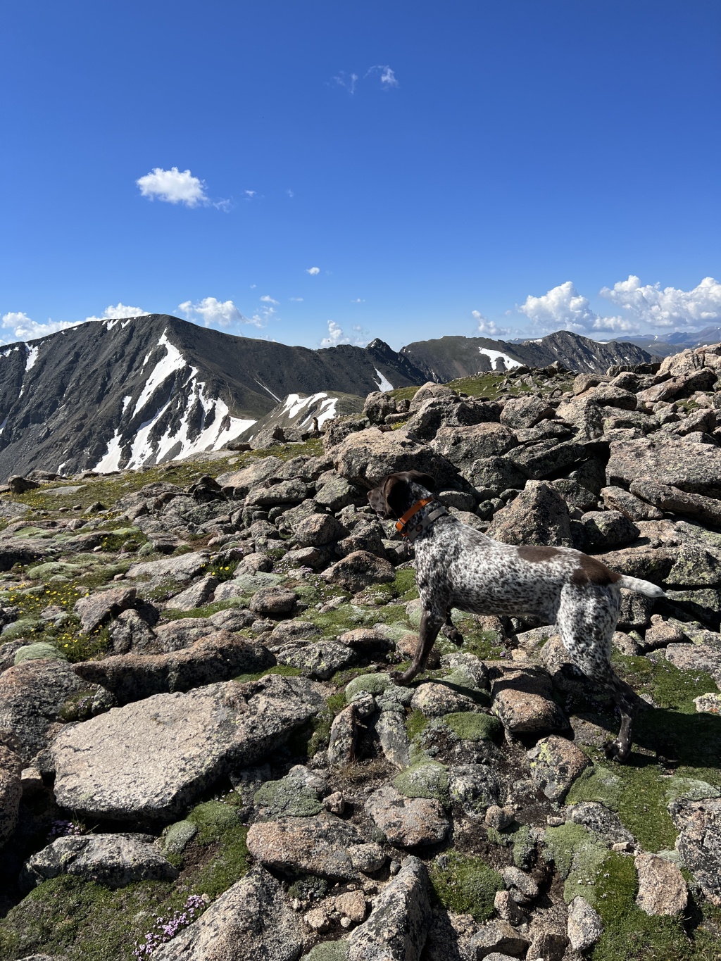 2023-07-15-Hiking-Cupid-Grizzly-35-Blaze.JPG