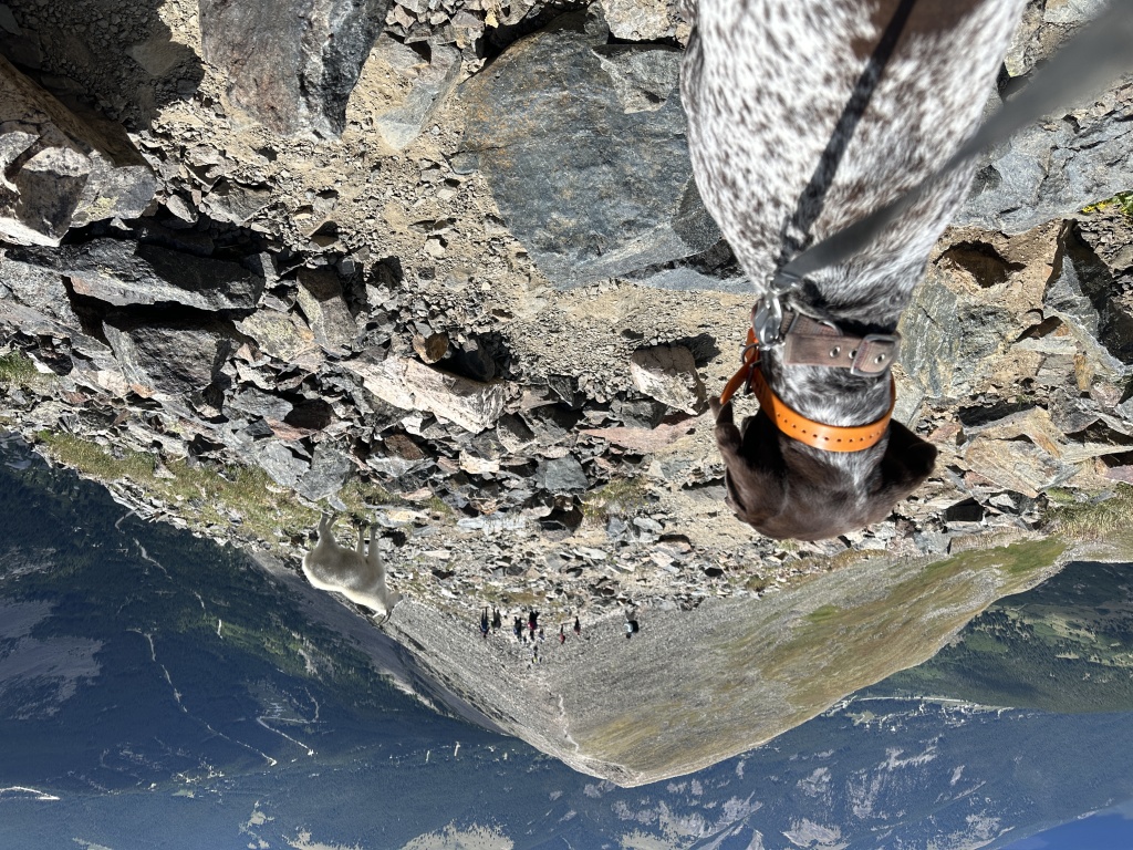 2023-08-19-Quandary-Peak-33-goat-Blaze.JPG