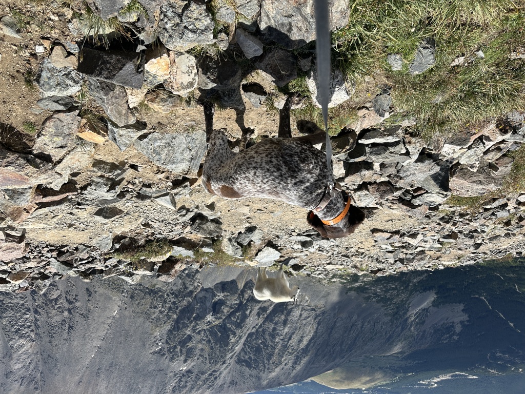2023-08-19-Quandary-Peak-34-goat-Blaze.JPG