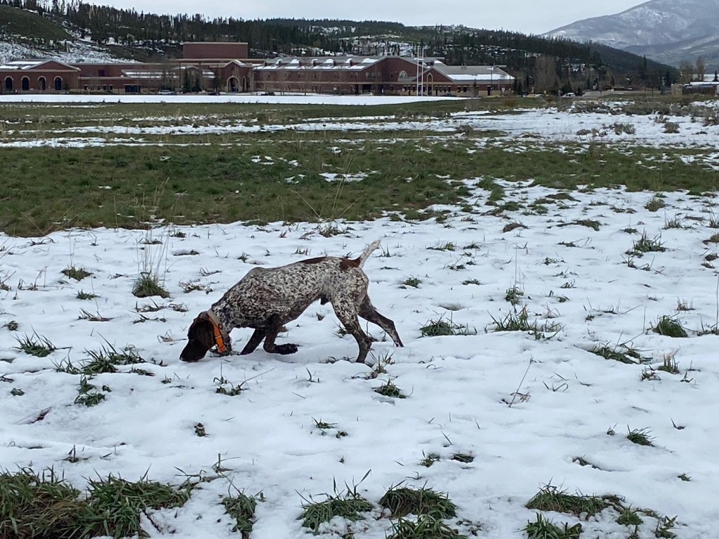 Blaze-Snow.JPG