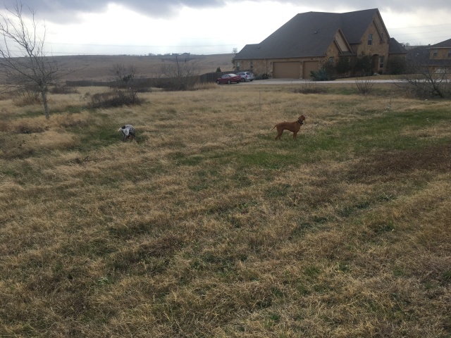 Best-of-Blaze/640x480_2017-01-12-Bevo-Blaze.JPG