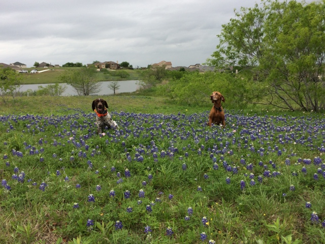 Best-of-Blaze/640x480_2017-04-01-Bevo-Blaze-09-Bluebonnets.JPG
