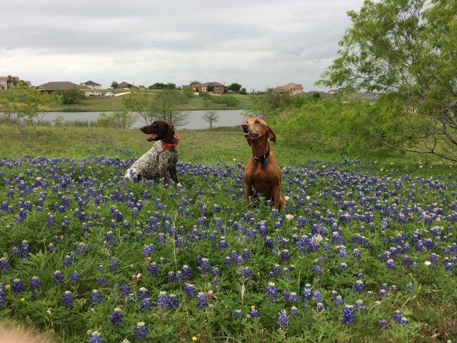Best-of-Blaze/640x480_2017-04-01-Bevo-Blaze-11-Bluebonnets.JPG