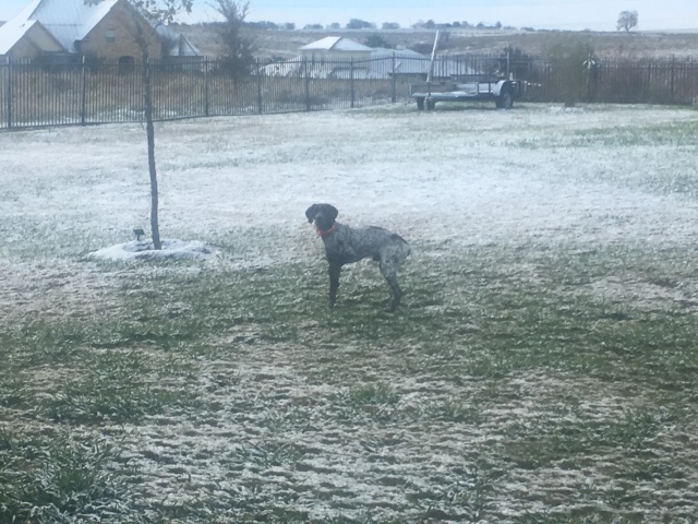 Best-of-Blaze/640x480_2017-12-08-Snow-in-Austin-3-Blaze.JPG