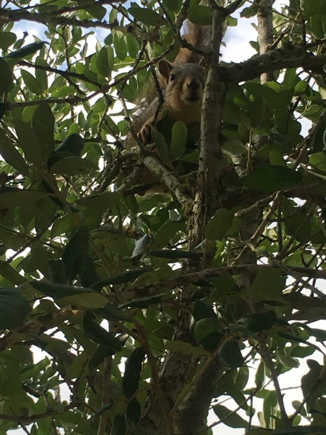 Best-of-Blaze/640x480_2018-05-20-Blaze-Found-a-squirrel-3.JPG