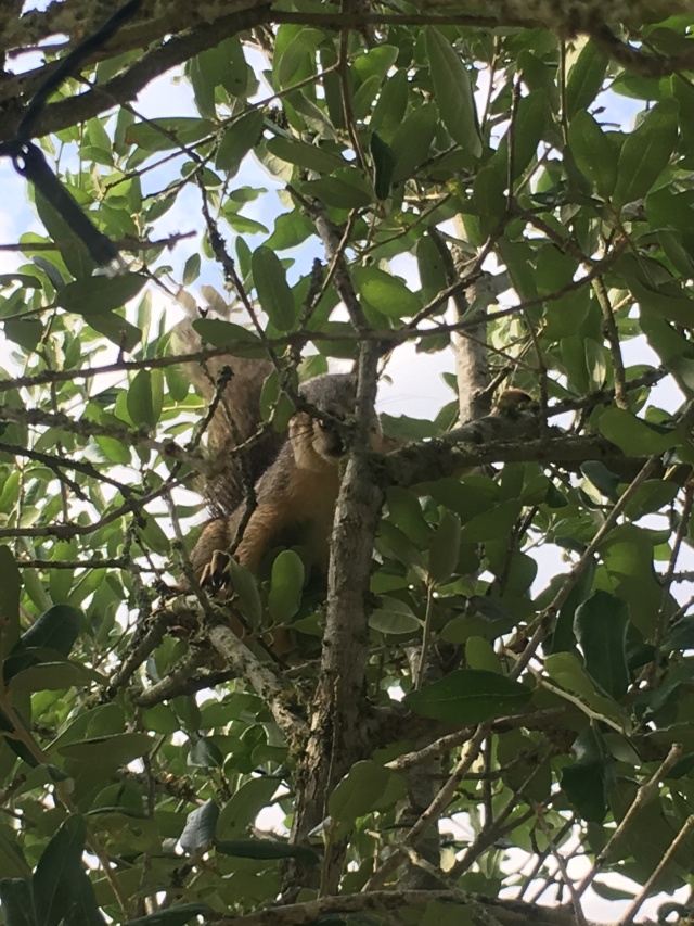 Best-of-Blaze/640x480_2018-05-20-Blaze-Found-a-squirrel-5.JPG