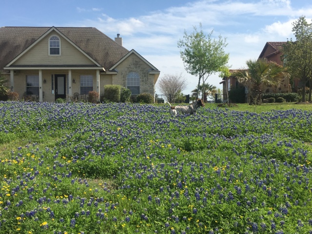 Best-of-Blaze/640x480_2019-03-28-Bluebonnets-Blaze-06.JPG