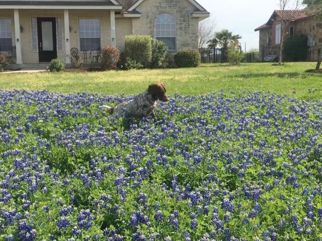 Best-of-Blaze/640x480_2019-03-28-Bluebonnets-Blaze-19.JPG
