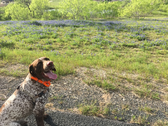 Best-of-Blaze/640x480_2019-04-04-Bluebonnets-08-Blaze.JPG