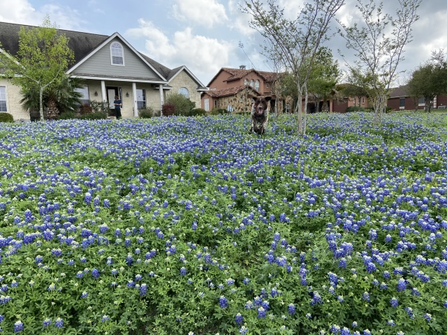 Best-of-Blaze/640x480_2020-03-18-Bluebonnets-1-Blaze-GOOD.JPG