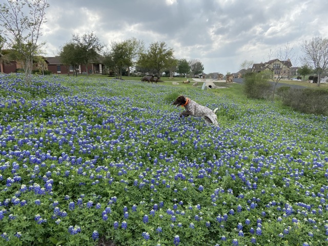 Best-of-Blaze/640x480_2020-03-18-Bluebonnets-2-Blaze.JPG