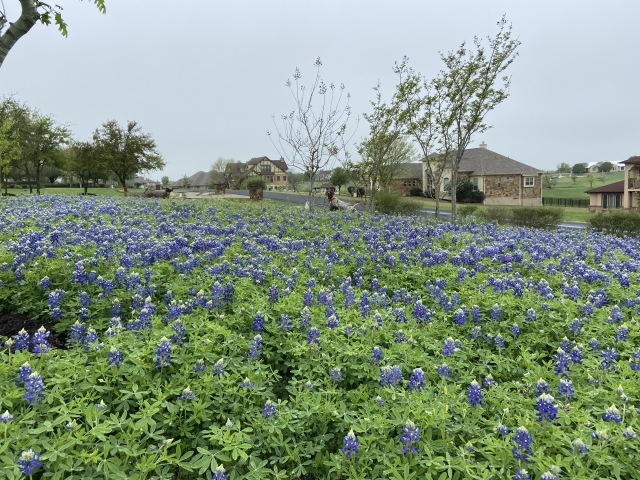 Best-of-Blaze/640x480_2020-03-22-Bluebonnets-1-Blaze.JPG