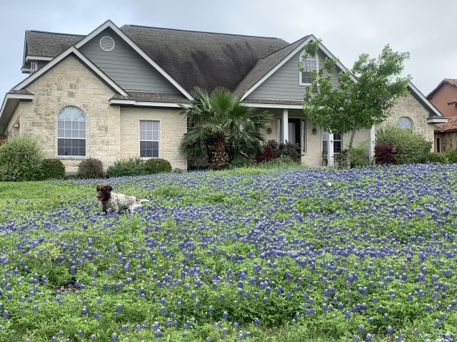 Best-of-Blaze/640x480_2020-04-03-Bluebonnets-3-Blaze.JPG