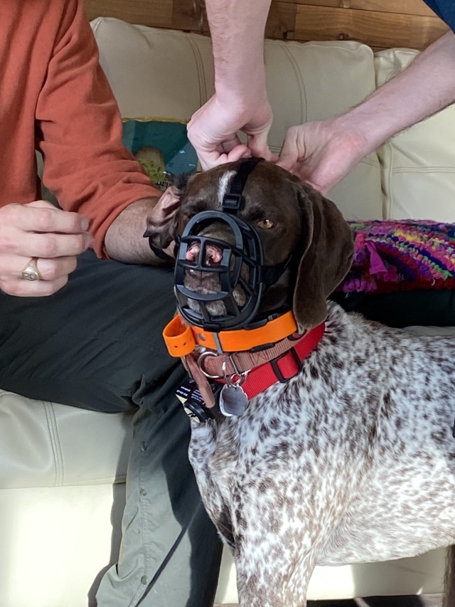 Best-of-Blaze/640x480_2020-05-02-Colorado-1-Blaze-muzzle.JPG