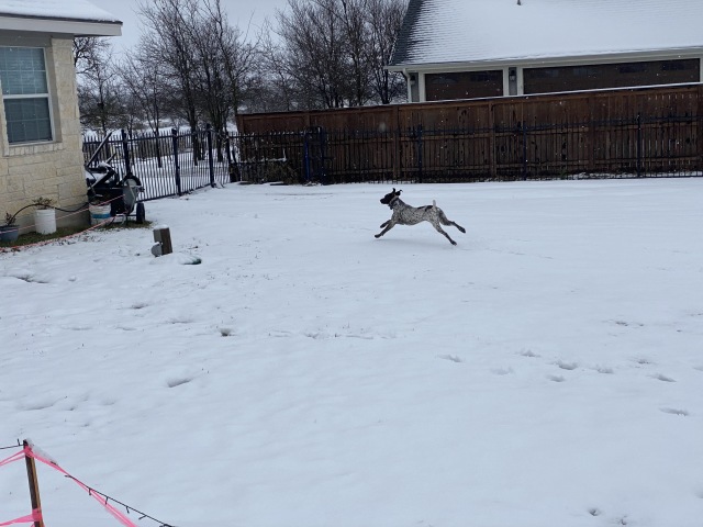 2021-01-10-Hutto-Snow-Brushy-Creek-35-Blaze.JPG
