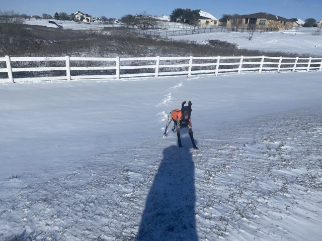Best-of-Blaze/640x480_2021-02-15-Texas-Ice-Storm-46-Blaze.JPG