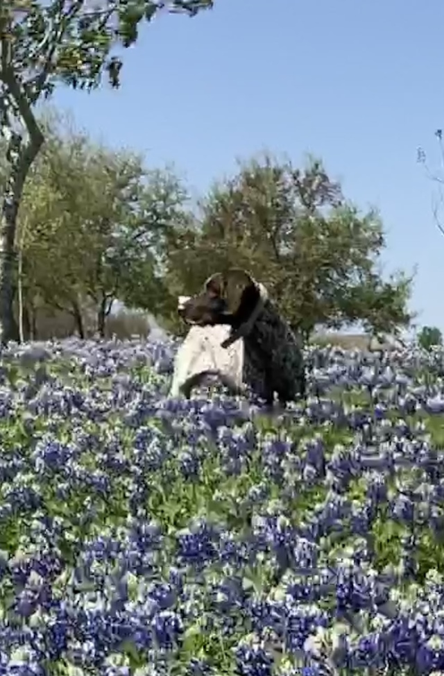 Best-of-Blaze/640x480_2022-04-06-Blaze-04-Bluebonnets.JPG