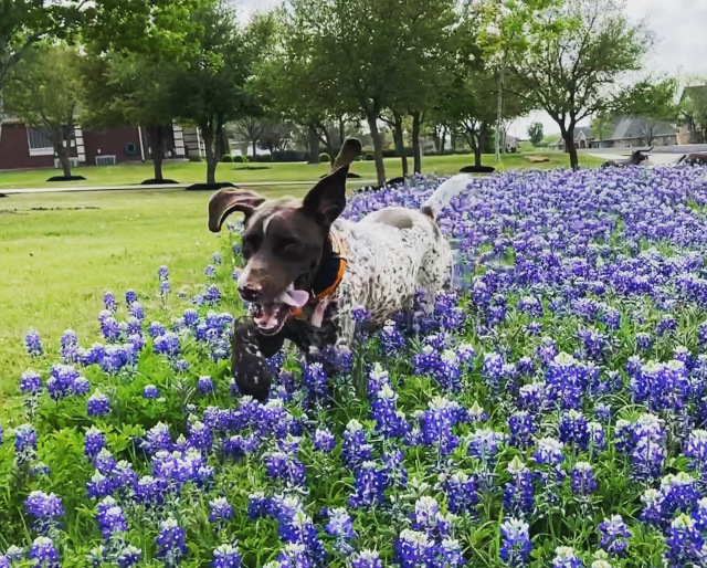 Best-of-Blaze/640x480_2022-04-06-Blaze-15-Bluebonnets.JPG