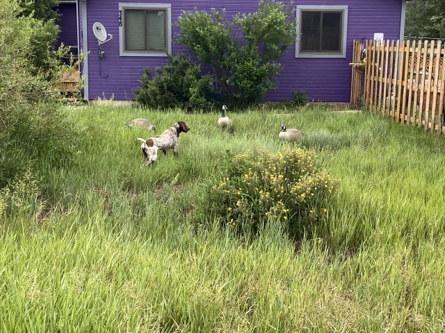 2022-07-15-Blaze-76-fake-geese.JPG