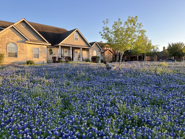 Best-of-Blaze/640x480_2023-03-25-Bluebonnets-23-Blaze.JPG
