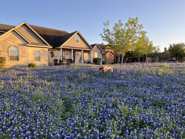 Best-of-Blaze/640x480_2023-03-25-Bluebonnets-24-Blaze.JPG