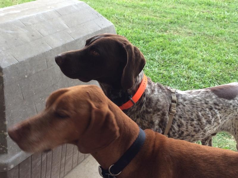 Best-of-Blaze/800x600_2017-04-01-Bevo-Blaze-02.JPG