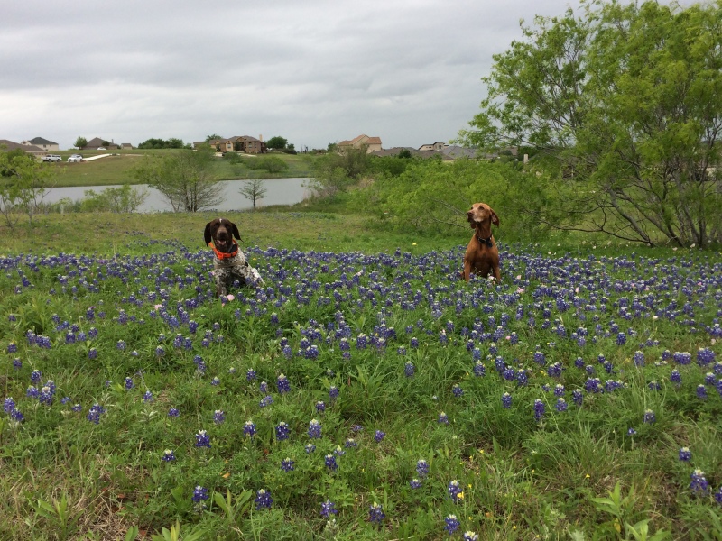 Best-of-Blaze/800x600_2017-04-01-Bevo-Blaze-09-Bluebonnets.JPG