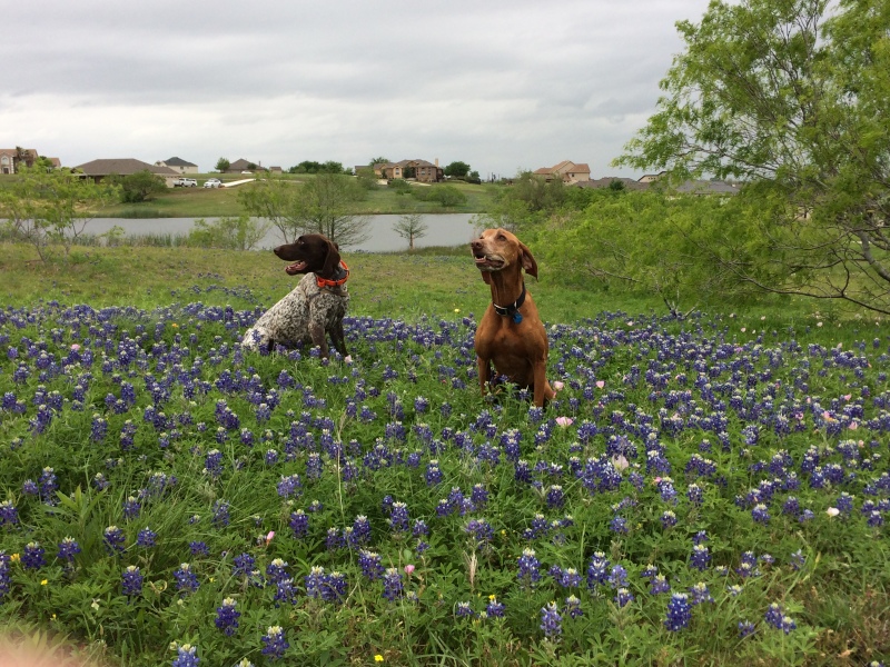 Best-of-Blaze/800x600_2017-04-01-Bevo-Blaze-11-Bluebonnets.JPG
