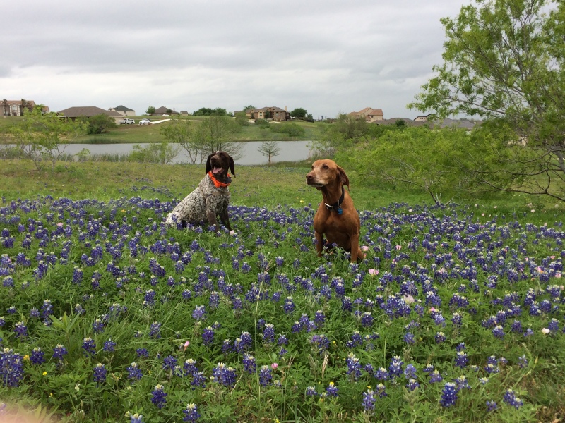 Best-of-Blaze/800x600_2017-04-01-Bevo-Blaze-13-Bluebonnets.JPG