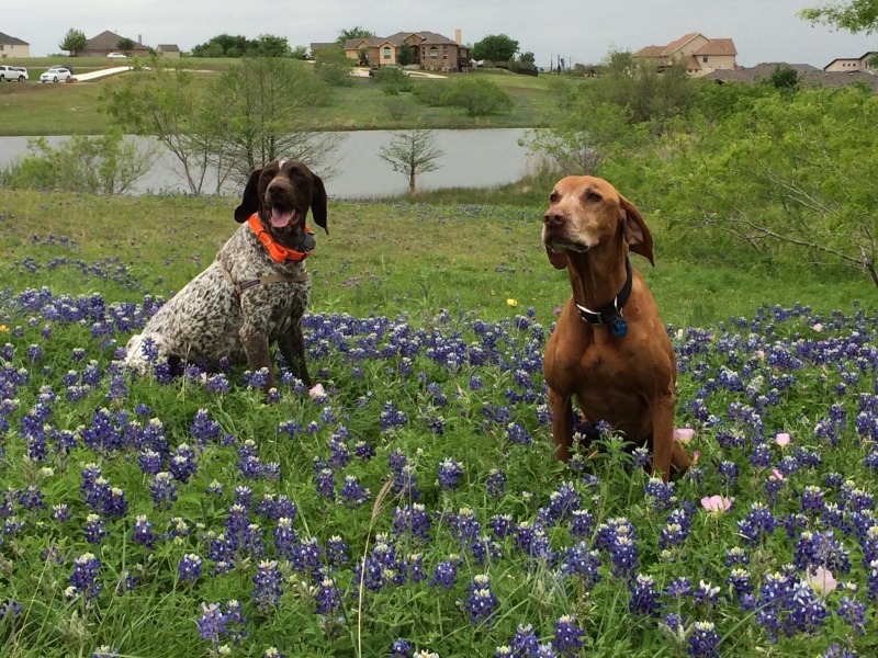 Best-of-Blaze/800x600_2017-04-01-Bevo-Blaze-14-Bluebonnets.JPG