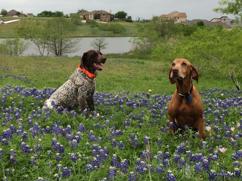 Best-of-Blaze/800x600_2017-04-01-Bevo-Blaze-15-Bluebonnets-GOOD.JPG