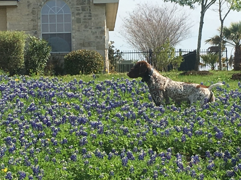 2019-03-28-Bluebonnets-Blaze-11.JPG