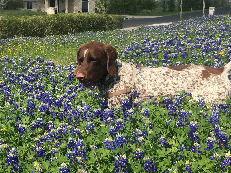 2019-03-28-Bluebonnets-Blaze-18.JPG