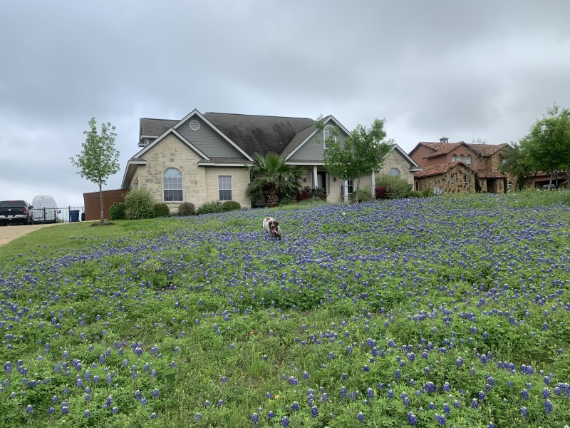2020-04-03-Bluebonnets-1-Blaze.JPG
