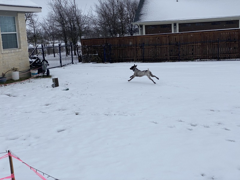 2021-01-10-Hutto-Snow-Brushy-Creek-35-Blaze.JPG