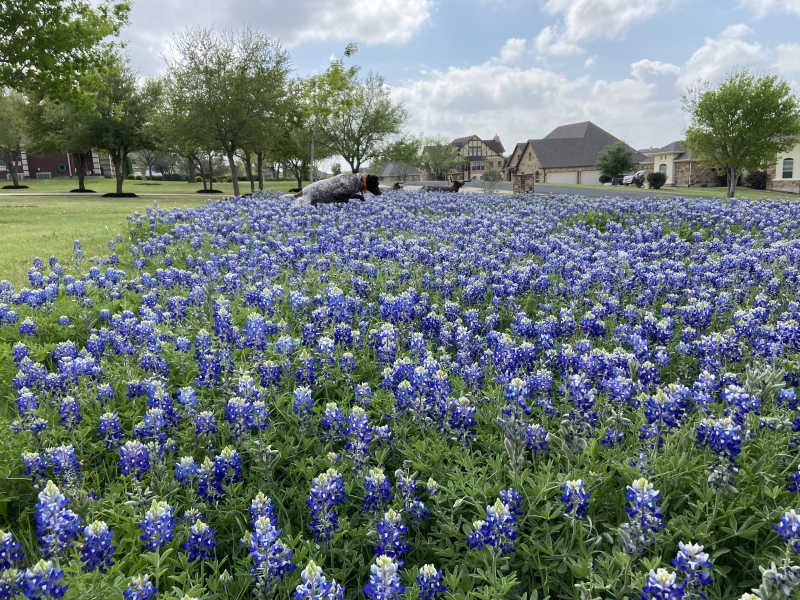 Best-of-Blaze/800x600_2022-04-06-Blaze-14-Bluebonnets.JPG