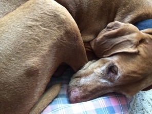 2016-08-12-Bevo.JPG