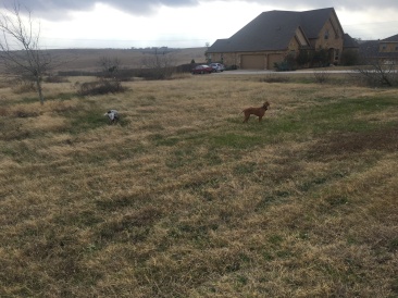 2017-01-12-Bevo-Blaze.JPG