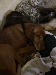 2017-03-12-Bevo-Blaze-1.JPG