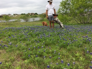 2017-04-01-Bevo-Blaze-04-Bluebonnets-Travis.JPG